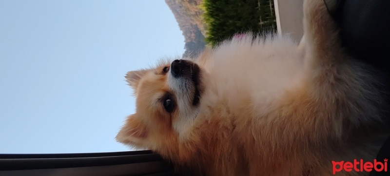 Pomeranyalı, Köpek  Mango fotoğrafı
