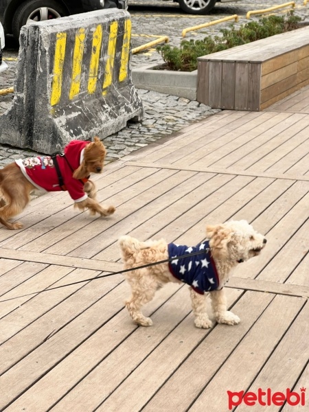 Poodle (Minyatür Kaniş), Köpek  Yogi fotoğrafı