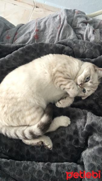 British Shorthair, Kedi  Bubles fotoğrafı