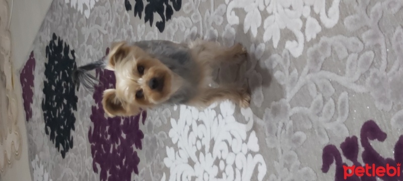 Yorkshire Terrier, Köpek  Tarçın fotoğrafı