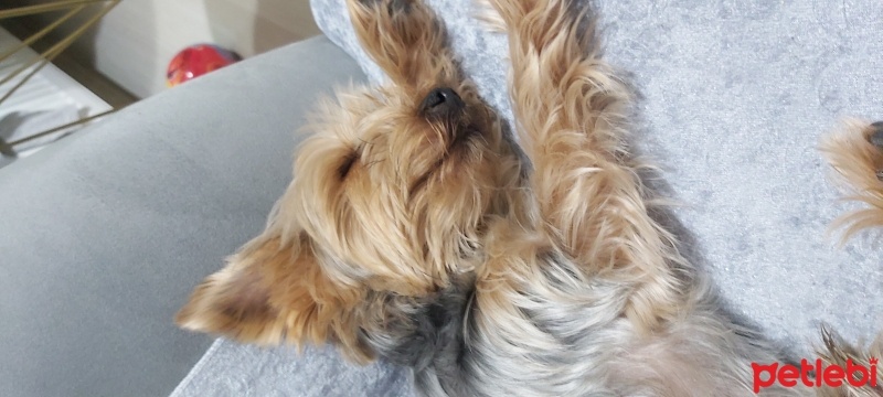 Yorkshire Terrier, Köpek  Tarçın fotoğrafı