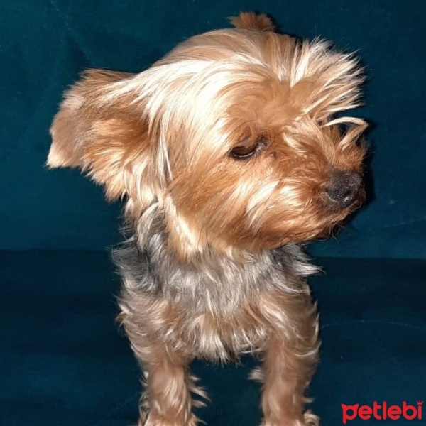 Yorkshire Terrier, Köpek  Tarçın fotoğrafı