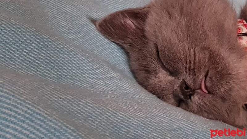 British Shorthair, Kedi  Marvel fotoğrafı