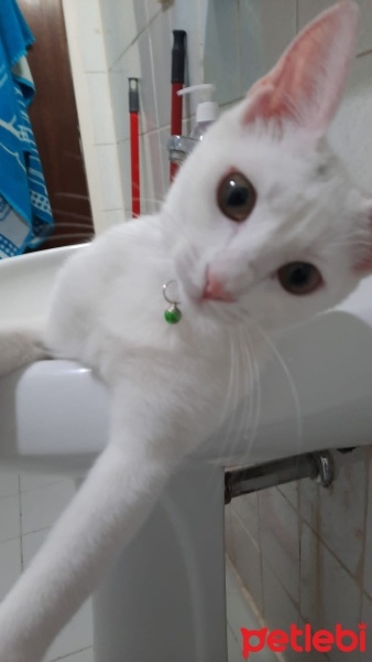 Ankara Kedisi, Kedi  ORİ fotoğrafı