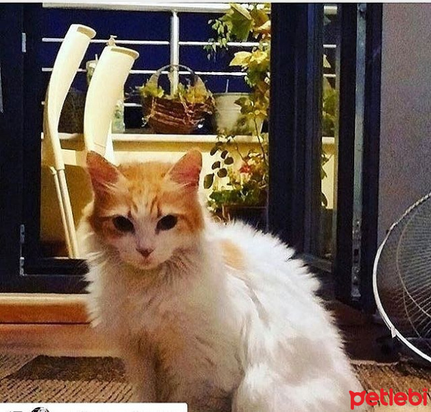Tekir Kedi, Kedi  Simsim fotoğrafı