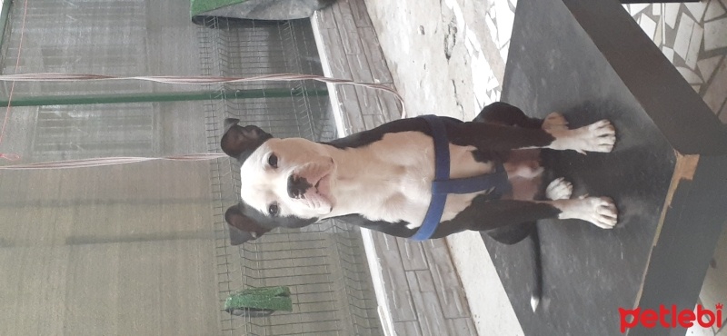 Amerikan Pitbull Terrier, Köpek  Swas fotoğrafı
