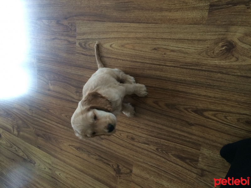 Amerikan Cocker Spaniel, Köpek  Tosun fotoğrafı