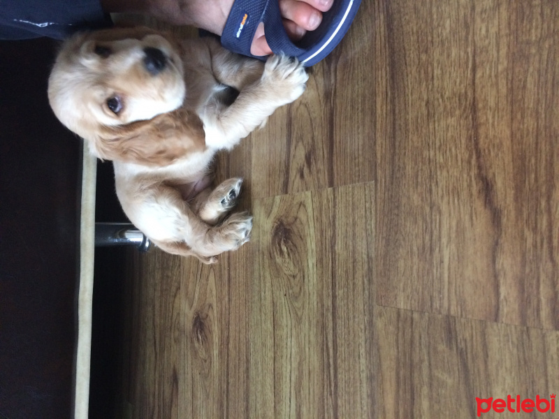 Amerikan Cocker Spaniel, Köpek  Tosun fotoğrafı