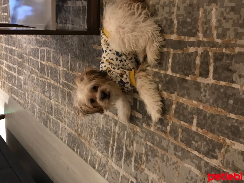 Maltese, Köpek  Köpük fotoğrafı