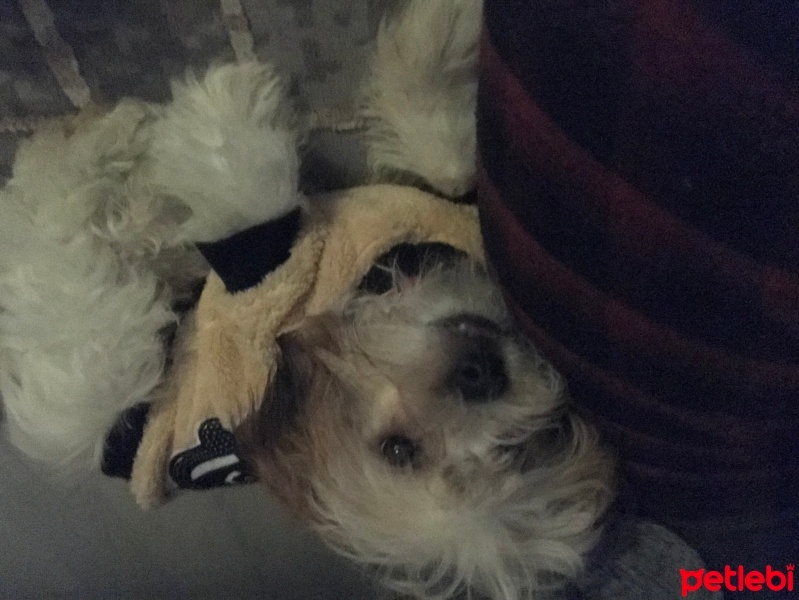 Maltese, Köpek  Köpük fotoğrafı