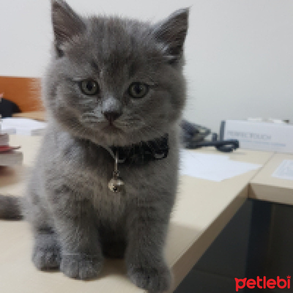 British Shorthair, Kedi  Cash fotoğrafı