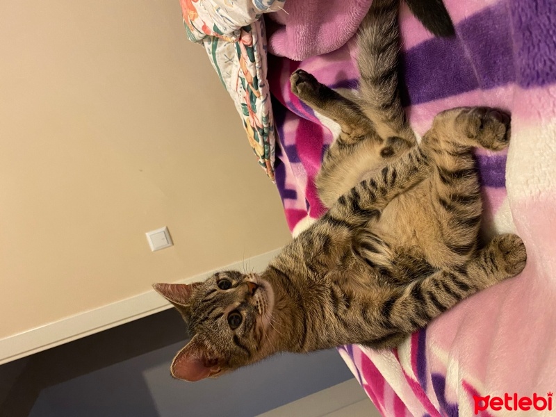 Tekir Kedi, Kedi  Safari fotoğrafı