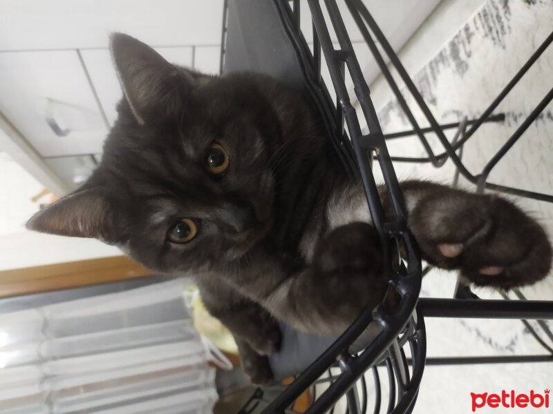 British Shorthair, Kedi  Zeytin fotoğrafı