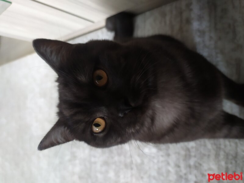 British Shorthair, Kedi  Zeytin fotoğrafı