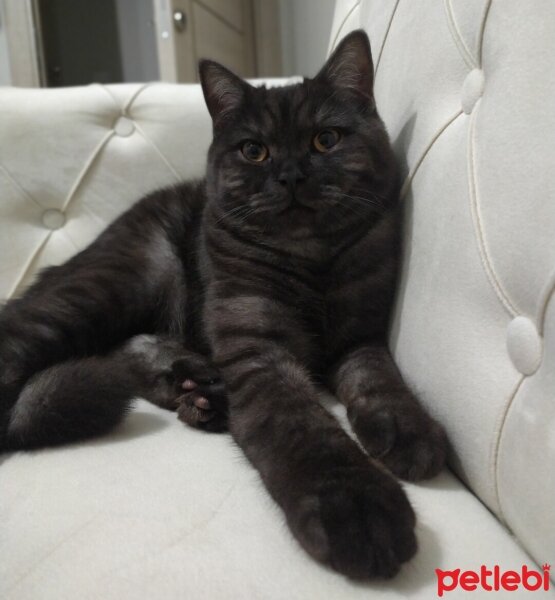 British Shorthair, Kedi  Zeytin fotoğrafı