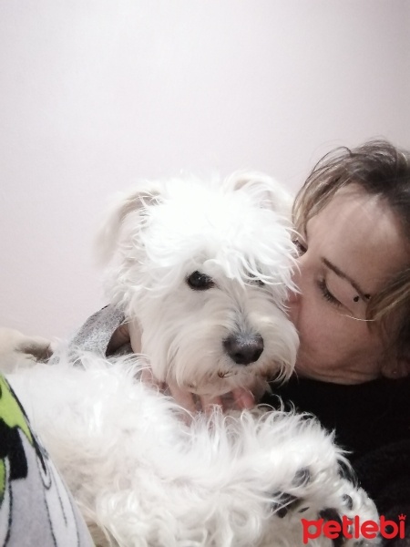 Maltese, Köpek  Luna fotoğrafı