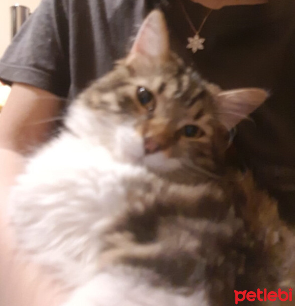 Norwegian Forest, Kedi  Sushi fotoğrafı
