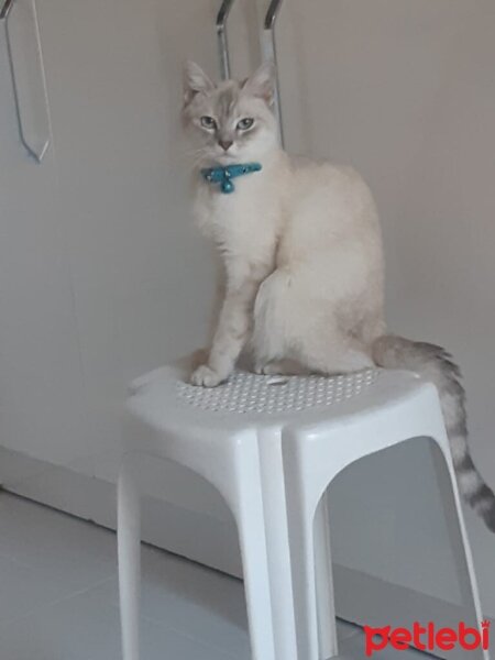 British Shorthair, Kedi  Safir fotoğrafı