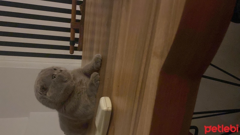 Scottish Fold, Kedi  Şeker fotoğrafı