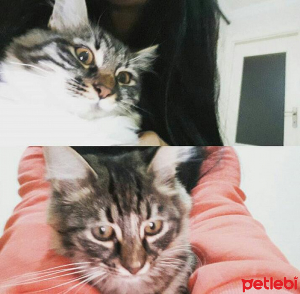 Tekir Kedi, Kedi  Kahraman ve Leo fotoğrafı