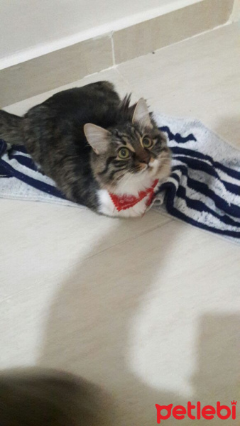 Tekir Kedi, Kedi  Kahraman ve Leo fotoğrafı