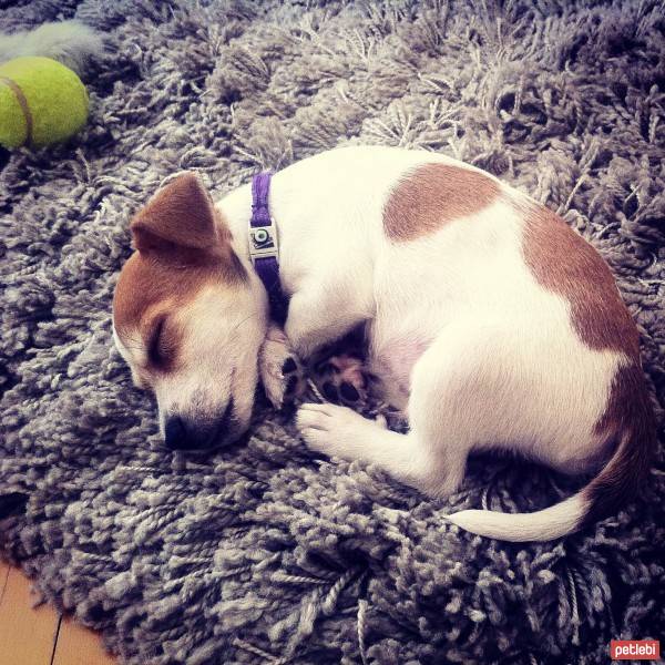 Jack Russell Terrier, Köpek  Piksel fotoğrafı