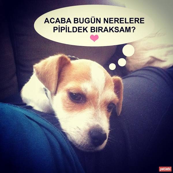 Jack Russell Terrier, Köpek  Piksel fotoğrafı