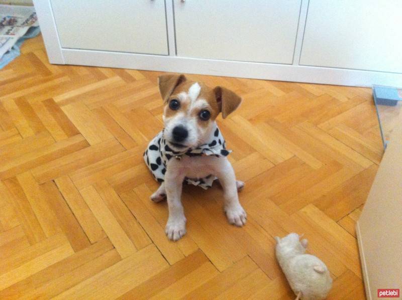 Jack Russell Terrier, Köpek  Piksel fotoğrafı