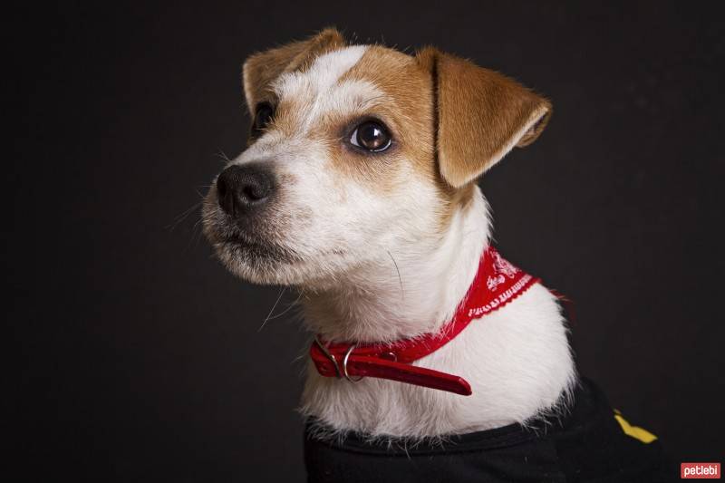 Jack Russell Terrier, Köpek  Piksel fotoğrafı