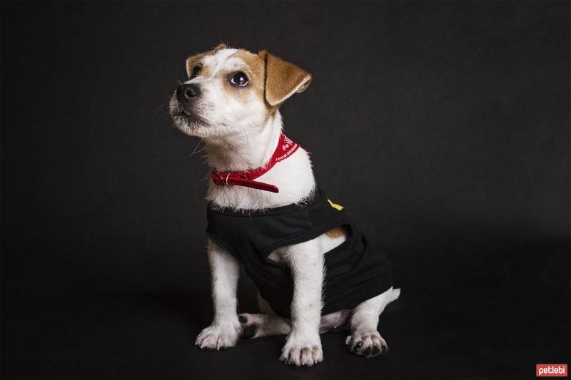 Jack Russell Terrier, Köpek  Piksel fotoğrafı