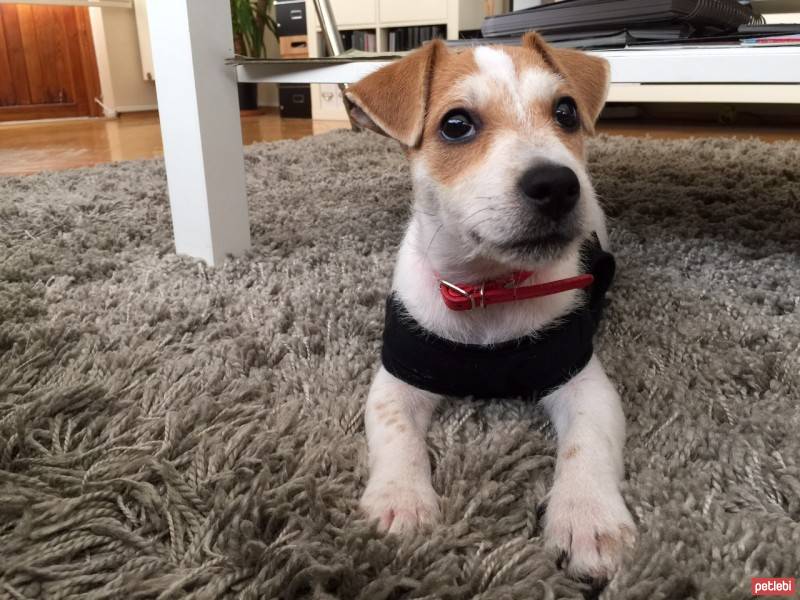 Jack Russell Terrier, Köpek  Piksel fotoğrafı