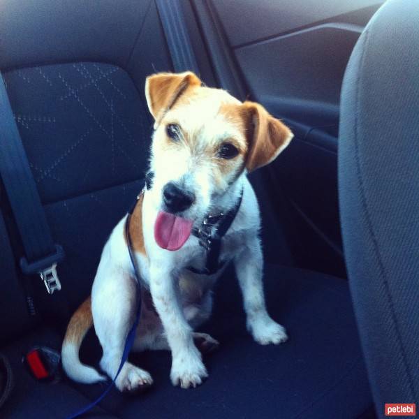 Jack Russell Terrier, Köpek  Piksel fotoğrafı