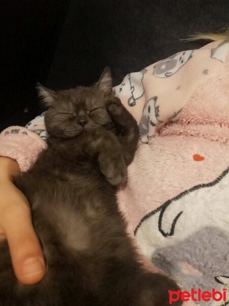 British Shorthair, Kedi  Gumus fotoğrafı