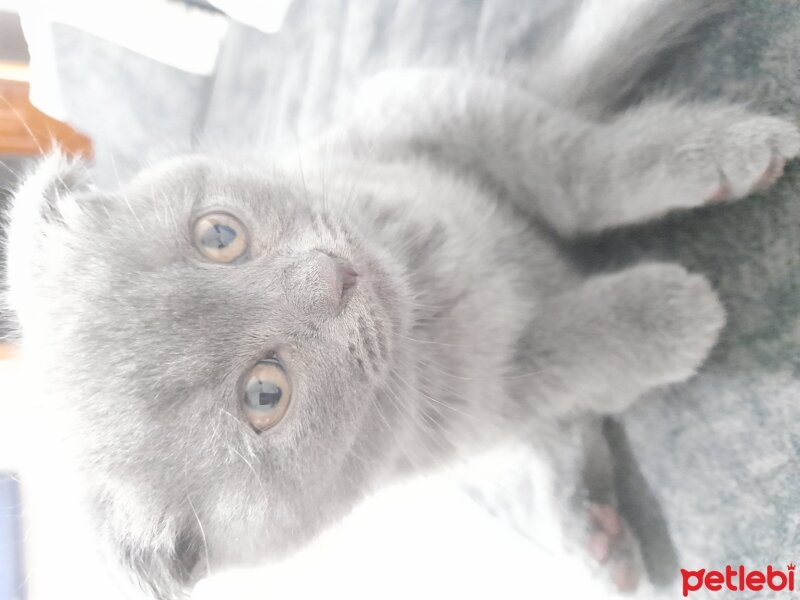 Scottish Fold, Kedi  Şanslı fotoğrafı