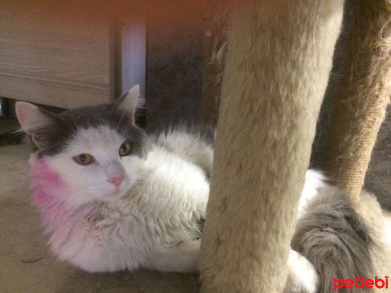 Norwegian Forest, Kedi  puka  fotoğrafı