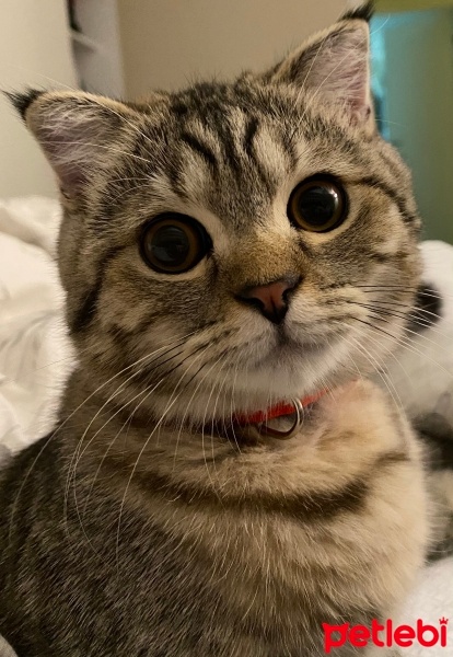 Scottish Fold, Kedi  Çiko fotoğrafı