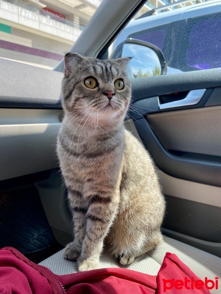 Scottish Fold, Kedi  Çiko fotoğrafı