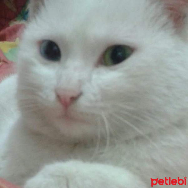 Van Kedisi, Kedi  osman fotoğrafı