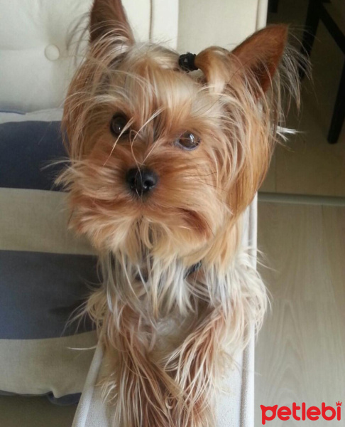 Yorkshire Terrier, Köpek  Chucky fotoğrafı