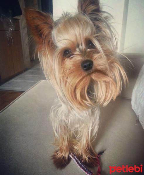 Yorkshire Terrier, Köpek  Chucky fotoğrafı