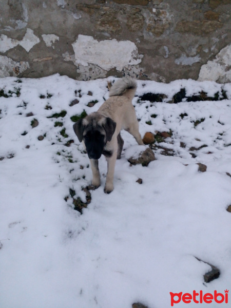 Kangal, Köpek  Hobit fotoğrafı
