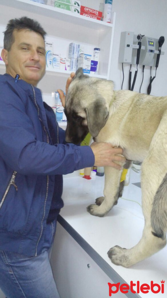 Kangal, Köpek  Hobit fotoğrafı