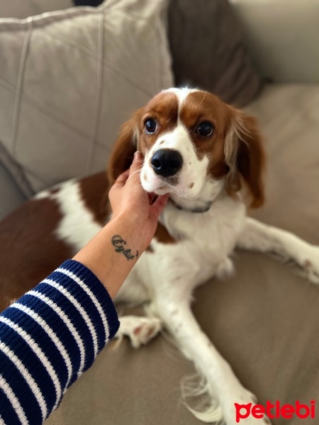 Cavalier King Charles Spanieli, Köpek  Bihter fotoğrafı