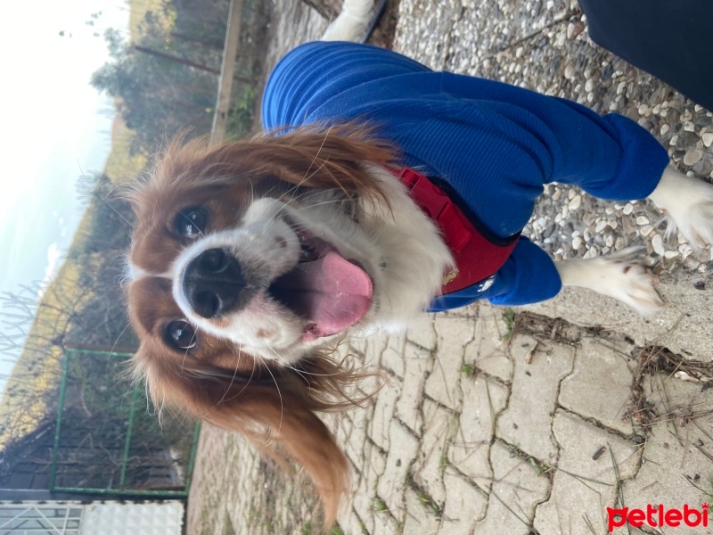 Cavalier King Charles Spanieli, Köpek  Bihter fotoğrafı