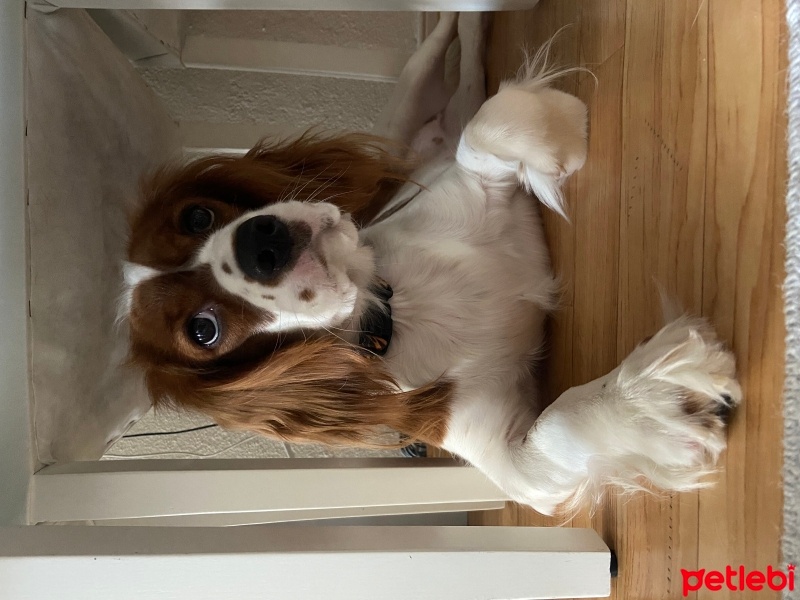 Cavalier King Charles Spanieli, Köpek  Bihter fotoğrafı