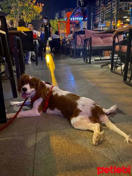 Cavalier King Charles Spanieli, Köpek  Bihter fotoğrafı