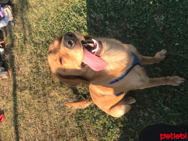 Golden Retriever, Köpek  Teddy fotoğrafı