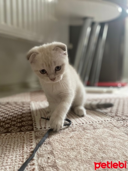 Scottish Fold, Kedi  Scottish fold dişi fotoğrafı