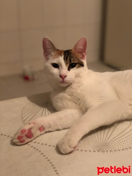 Soke, Kedi  Lily fotoğrafı