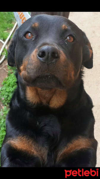 Rottweiler, Köpek  Jessy fotoğrafı